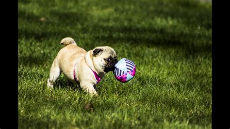 ***Pug Puppy Tricks Training**EASY**Free Course*** - YouTube