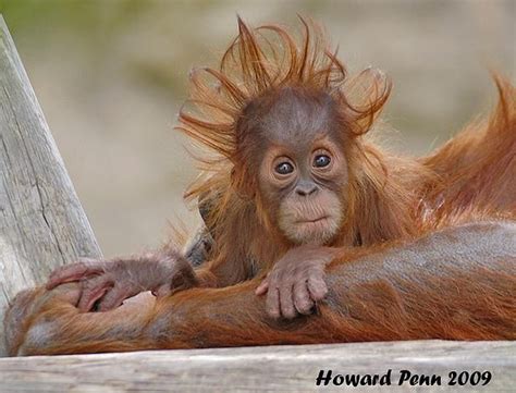 Morning hair | Funny Stuff | Pinterest