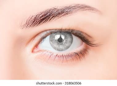 Grey Eyes Images, Stock Photos & Vectors | Shutterstock