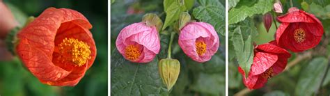 Flowering Maple, Abutilon spp. – Wisconsin Horticulture