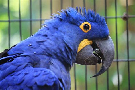 Hyacinth Macaw Personality, Food & Care Birds Magazine