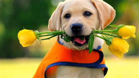 Funny Labrador Retriever Videos | PETSIDI