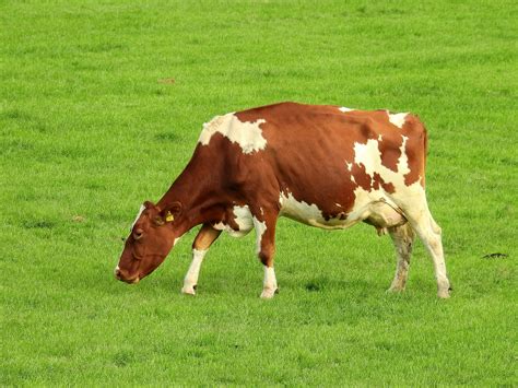 cow eating grass - The-Cookingpot