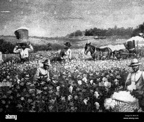 Cotton Plantations Slavery