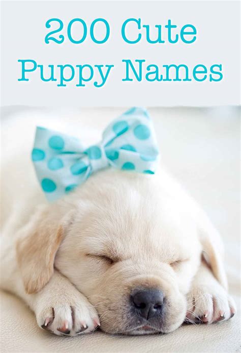 Cute Pet Names For Her at Regina Daly blog