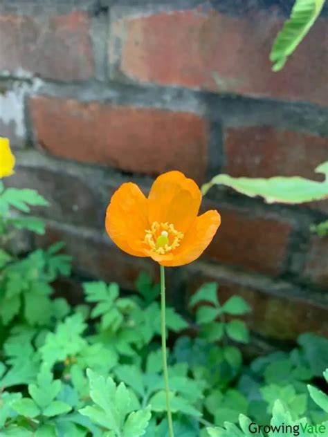 17 Best Poppy Types and Varieties For A Colorful Garden - GrowingVale