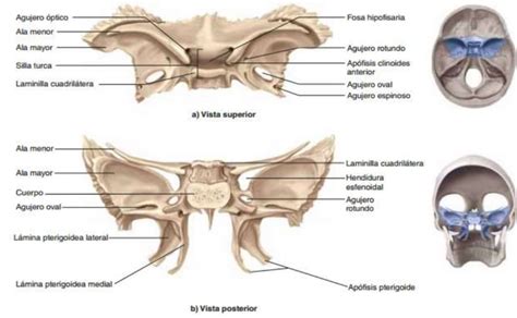 Prisionero Digital Cena hueso esfenoides anatomia radio Cereza cliente