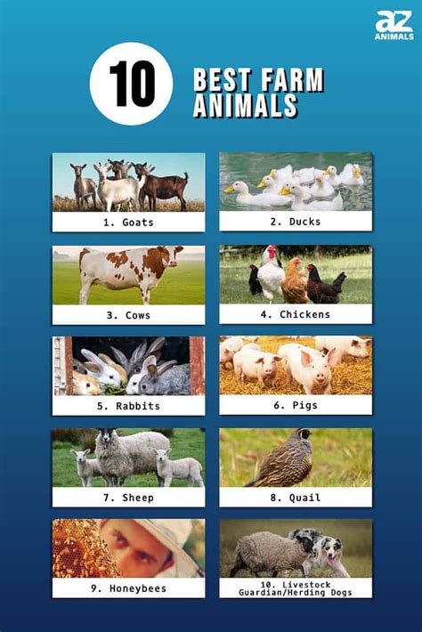 Real Farm Animals Pictures Chart