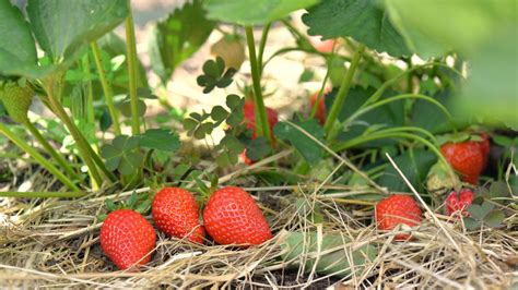 Using straw in the garden: expert tips for success | Homes & Gardens