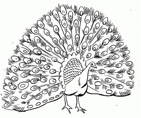 Free Printable Peacock Coloring Pages For Kids | Peacock coloring pages ...