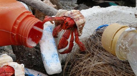 Hermit crabs are confusing plastic for shells and it's killing them - CNN