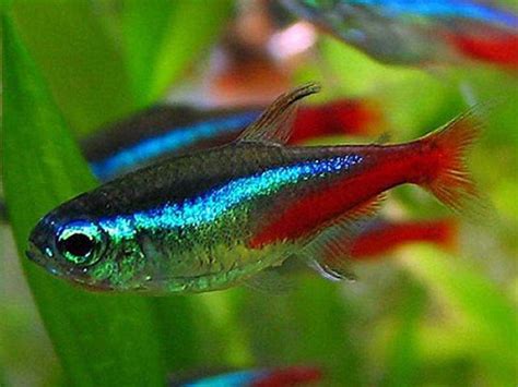 Amazing Fresh Water Fish: NEON TETRA