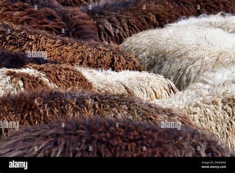 sheep, wool, sheeps, wools Stock Photo - Alamy