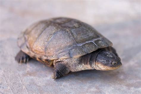 10+ African Side Neck Turtle Photos Stock Photos, Pictures & Royalty-Free Images - iStock