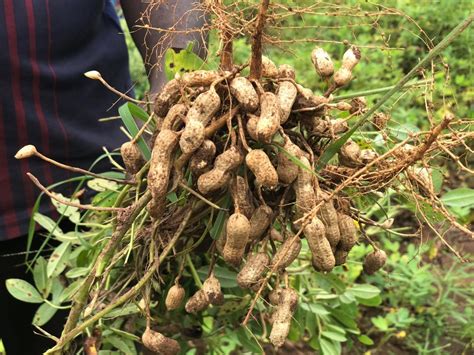 Productive groundnut farming for women farmers | United Nations Development Programme