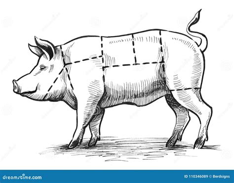 Pig Butcher Chart Stock Illustrations – 345 Pig Butcher Chart Stock ...