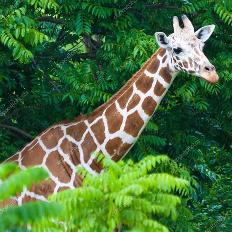 Giraffe on a tropical jungle — Stock Photo © kmiragaya #8482819