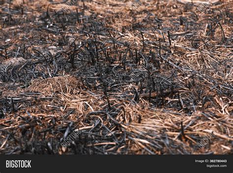 Effects Grass Fire On Image & Photo (Free Trial) | Bigstock