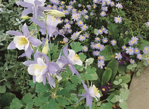 Columbine Flower | Garden Design