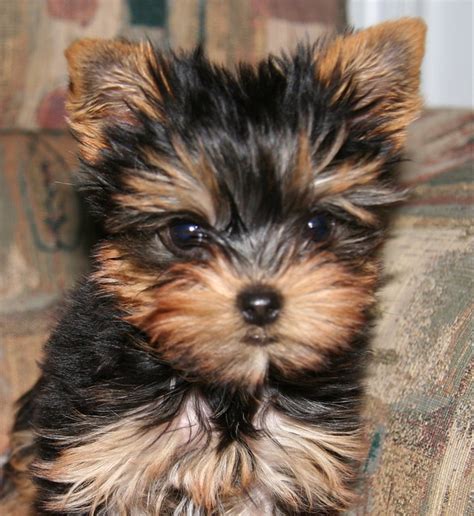 IMG_3589.JPG | This is my aunt's new Yorkshire Terrier, Zoe.… | Flickr