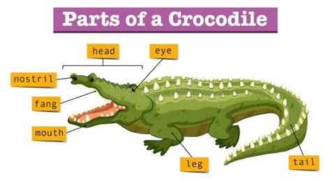 Crocodile Tail Anatomy - Crocodile