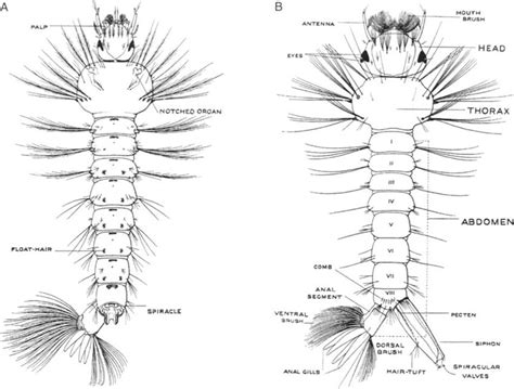 Mosquito Pupa Anatomy