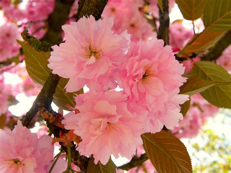 Flowering Trees – Online Orchards