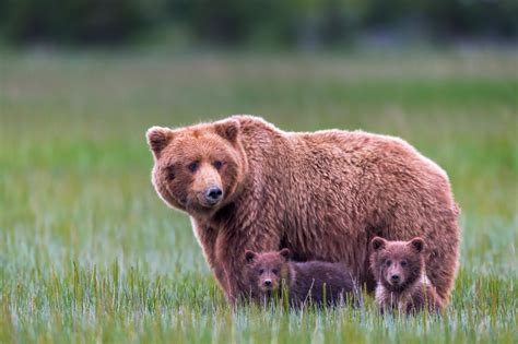 Grizzly Bear With Two Cubs In Grass Fine Art Photo Print | Photos by Joseph C. Filer