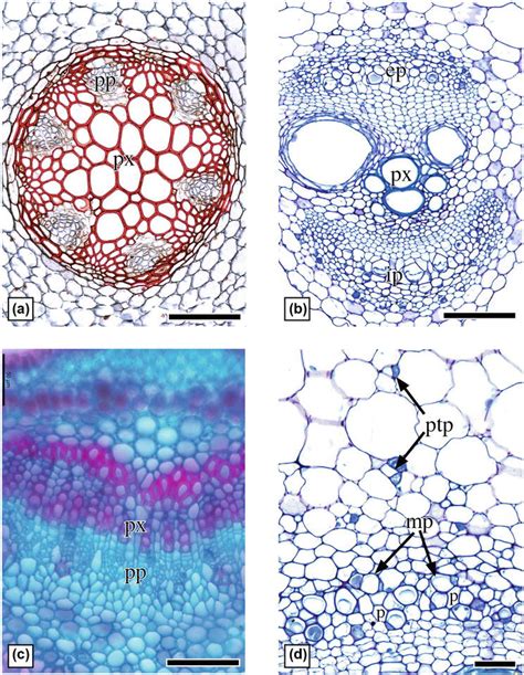 Phloem: Cell Types, Structure, and Commercial Uses | IntechOpen