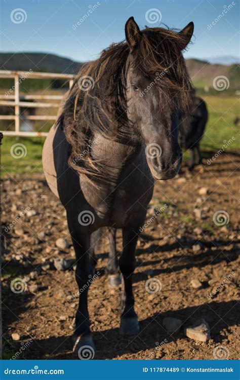 The Icelandic Horse is a Breed of Horse Developed in Iceland Stock Image - Image of equus ...