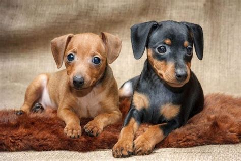 Pin by Jolanda Cavallaro on Cagnolini | Miniature pinscher puppy, Mini pinscher, Dog breeds