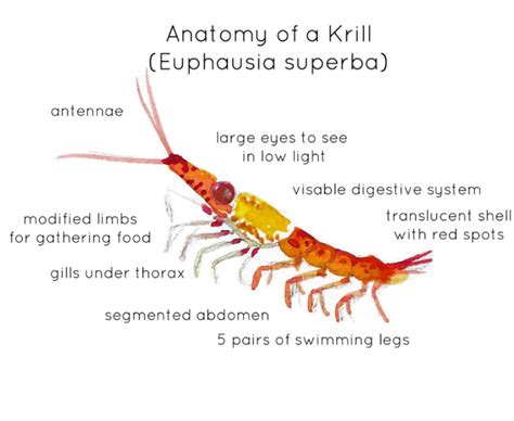 Krill Anatomy Interactive Printable Poster by Teach Simple