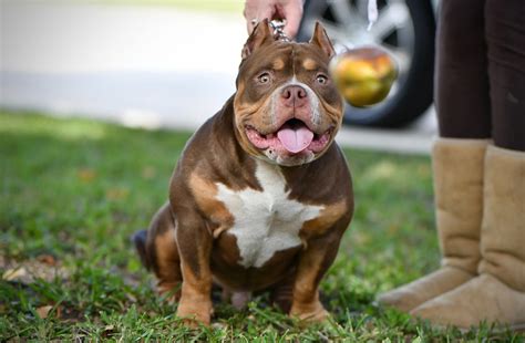 THE FLASHY TRI COLOR AMERICAN BULLY PUPPIES OF VENOMLINE | by BULLY ...