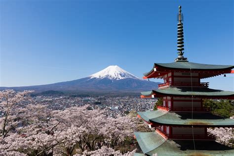 Mount Fuji Cherry Blossom