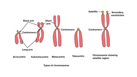 What are the 4 types of chromosomes?