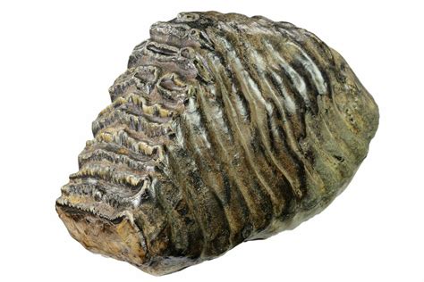 7.9" Fossil Stegodon Molar - Indonesia (#148071) For Sale - FossilEra.com