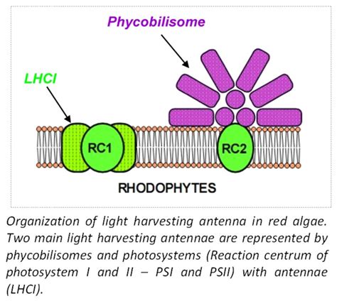 Thylakoid Membrane Cyanobacteria