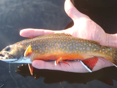 Wild Brook Trout Water Photos | Guided Fly Fishing Trips : New Hampshire, White Mountains — Hill ...