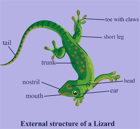 House lizard shows autotomy.a) Trueb) False