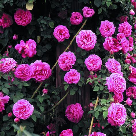 Heirloom roses in bloom - Sunset Magazine