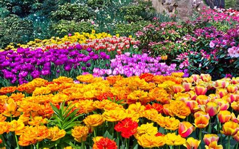 Top 5 beautiful Spring Flowers for your Garden - Bproperty