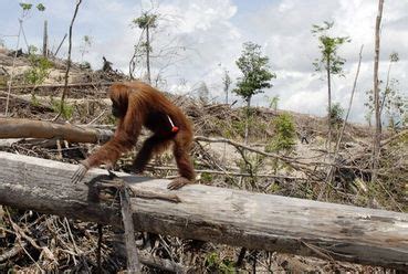 Habitat Loss | SOS: Save The Orangutans