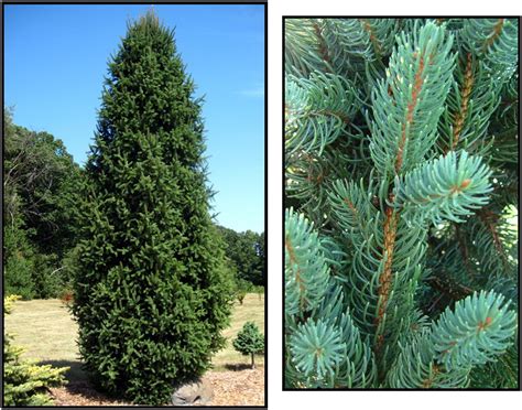 COLUMNAR NORWAY SPRUCE – Hinsdale Nurseries