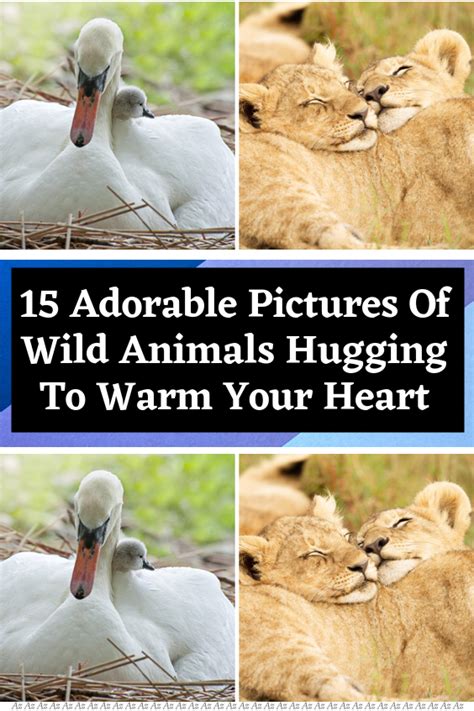 15 adorable pictures of wild animals hugging to warm your heart – Artofit