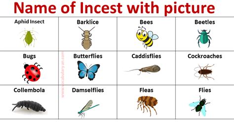 List of Insects Names with Picture in English – VocabularyAN