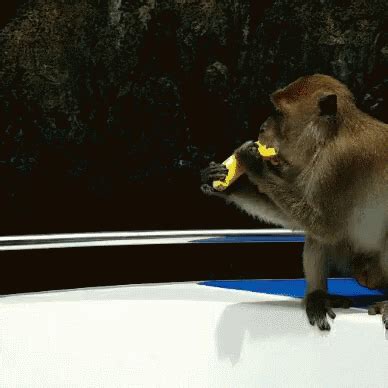 Funny gif of a bangladeshi eating a banana : bakchodi