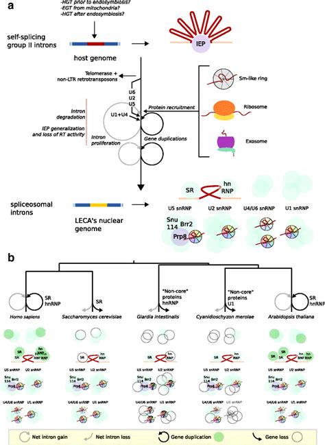 Evolution of the spliceosome. a Origin of the spliceosome during... | Download Scientific Diagram