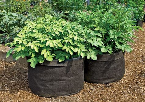 Grow Bags - Tomatoes, Peppers, Herbs and Potatoes | The Green Head