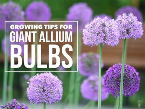 Grow Giant Allium Bulbs - Gardening Channel