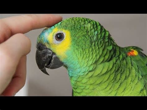 Parrots Talking - Cute Parrot talking Funny Words Compilation | ADEW Pets Centre